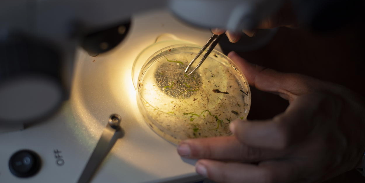 Ekspertka: mikroplastik kumuluje się w łańcuchu pokarmowym i może szkodzić ludziom