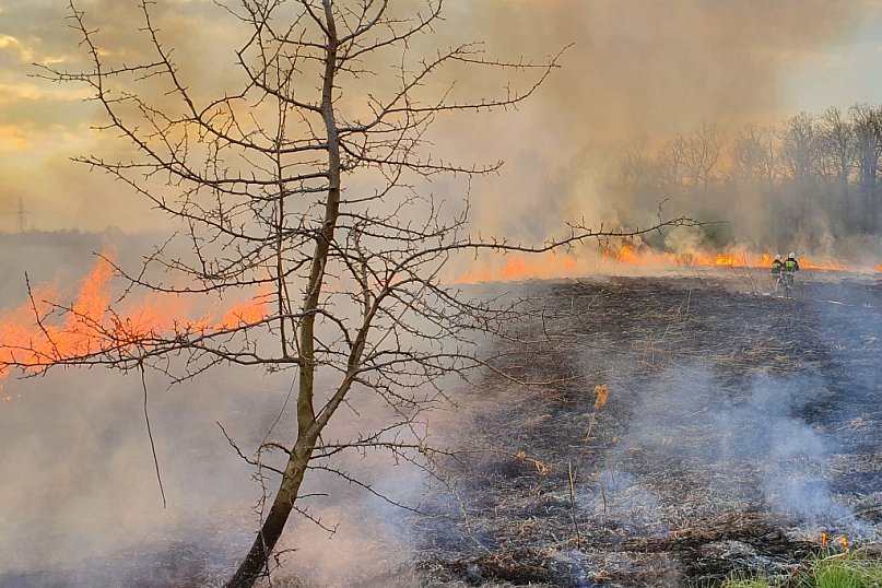 Pożar traw w Chocianowie