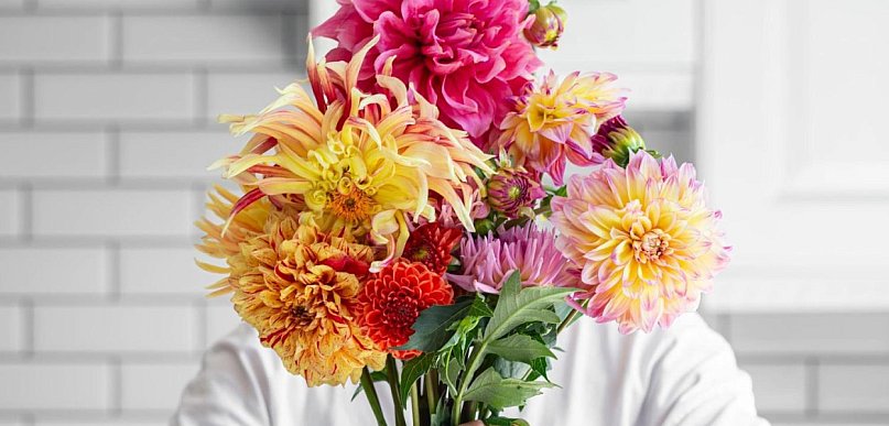 Pierwsze dalie w ogrodzie? Dalia Story poleca bezpieczny start